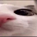 plink2 plink2