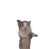 cathappydance