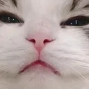 meow_meow