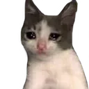 sadkitty sadkitty