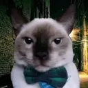 GatoFino