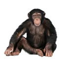 monke