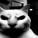 evilcat
