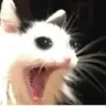 car_screammmmm