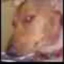 480pDog