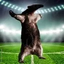Belligol