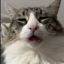 zootedcatto