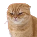 meow_sus