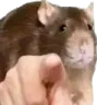 ratpoint