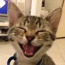 Happycatto happycatto Discord Emoji