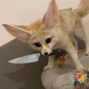 Fennicfox fennicfox Discord Emoji