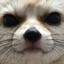 Fennicfox fennicfox Discord Emoji