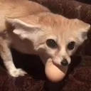 Fennicfox fennicfox Discord Emoji