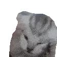 screamingcat