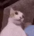 _HZ_CatWtf _HZ_CatWtf