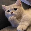 catuhhm