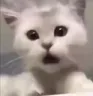 shockcat