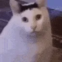 huhcat