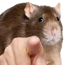 ratPOINT