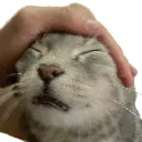 KittyHeadpats
