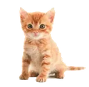 just_cat