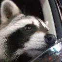 cryingraccoon