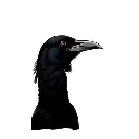 whoot_raven