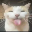 Sillycat