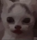 cat_stare