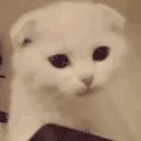 catMeow