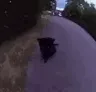 CatSniff