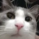 bruh bruh
