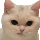 5570_catDisgust