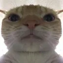 Swagcat swagcat Discord Emoji