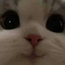 Cat Happy cat_happy Discord Emoji