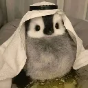 habibi