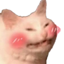 :cat_blush: