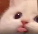 bleh bleh