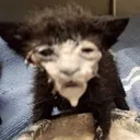 6cat_milk