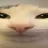 cattrue cattrue