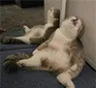 ughcat