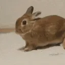 Fire_Rabbit Fire_Rabbit