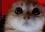 rageyCat