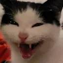 Coolcat coolcat Discord Emoji