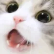 BDH_Happy_Cat