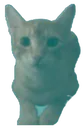 CatTeal