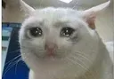 CryingCat