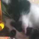 JerichoBlep