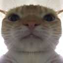 swagcat swagcat