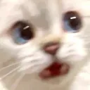 Cat Whaaa Discord Emoji